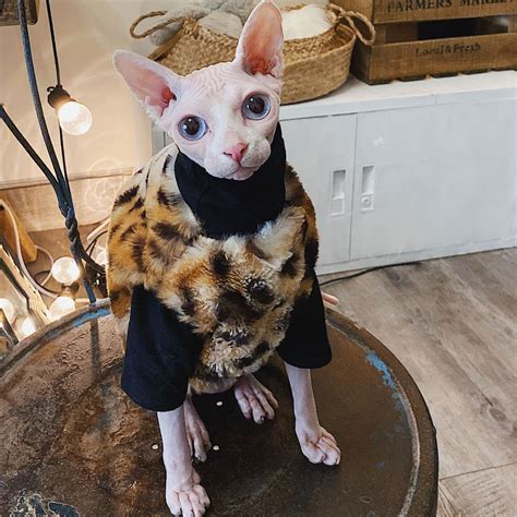 Hairless Cat Clothes Sweater For Cat Sphynx Cat Clothes Etsy
