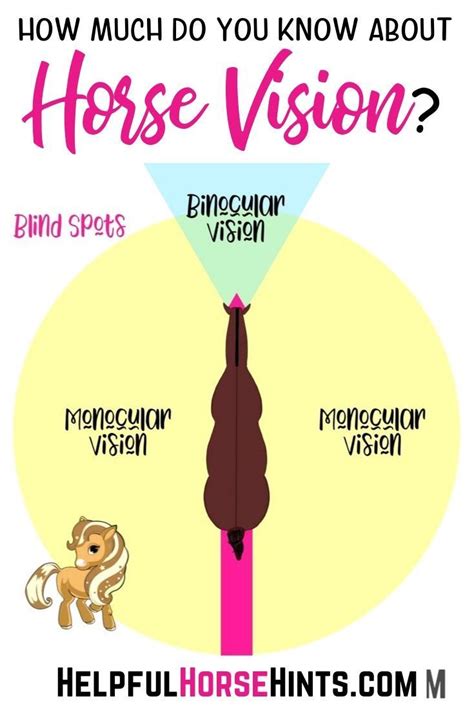 Trust all members of your unc health team to work together, so you get the care that's right for you. 9 Facts About Horse Vision with Diagram & Examples | Horse ...