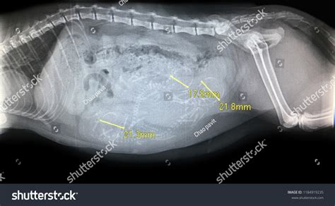 Xray Image Pregnant Cat Stock Photo 1184919235 Shutterstock