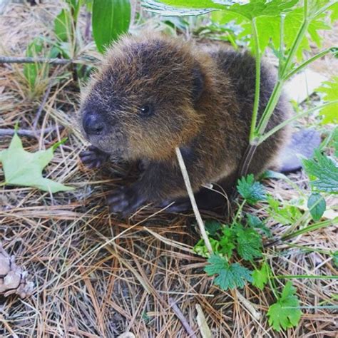 30 Adorable Baby Beavers To Celebrate International Beaver Day Baby