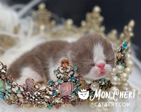 Newborn Exotic Shorthair And Exotic Longhair Kitten Gallery