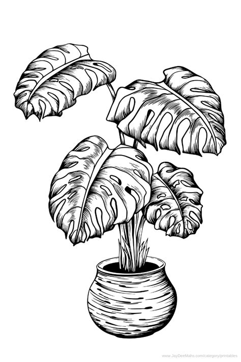 Houseplants Coloring Page: Monstera Deliciosa (and Fun Ideas for Using It) - JayDeeMahs.com