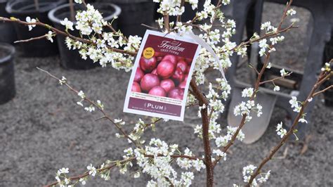 Fruit Trees Available For Small Spaces The Bruce Plum Trees Youtube