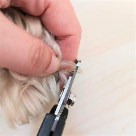 Cómo Cortar Las Uñas A Un Perro Zona Mascota