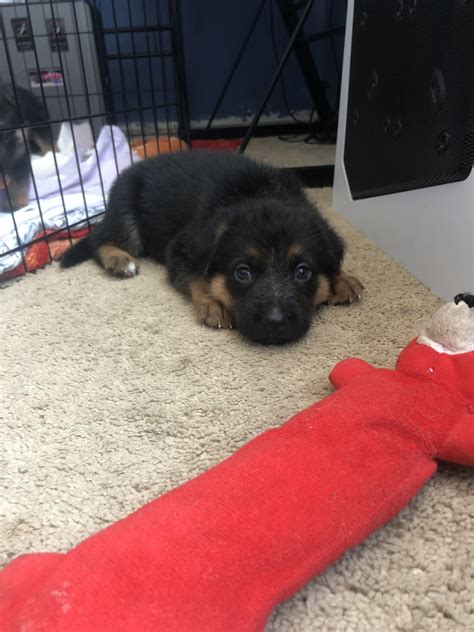 I have two beautiful, well tempered, loyal and loving females. German Shepherd Puppies For Sale | Worcester, MA #305878