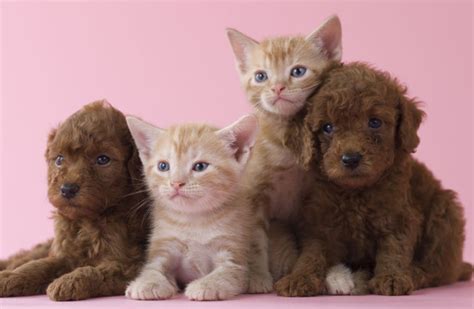 D T Zijn De Populairste Honden En Kattennamen In Nederland Styletoday