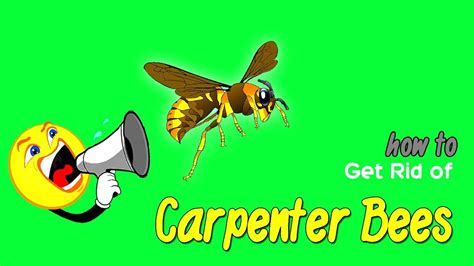 These steps make up a proven method on how to get rid of carpenter bees and keep them from returning. How To Get Rid of Carpenter Bees Home Remedy - YouTube