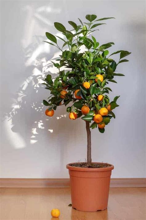 How To Care For An Indoor Orange Tree Artofit