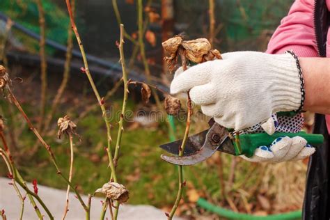 Pruning Rose Bushes In Spring Garden Work Stock Image Image Of