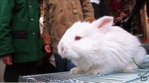 Chinese Rabbit Crushing Video Condemned Bbc News