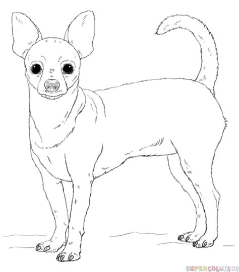 How To Draw A Chihuahua Step By Step Drawing Tutorials Chihuahua