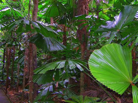 Rainforest Plants Adventures Port Douglas Tours And Activities