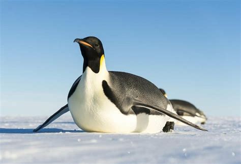 Pin De Aaron Gralve En Pingüinos Pinguinos Aves