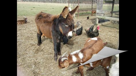 Palm Sunday Donkey Story For Children With Barnyard Animals Youtube