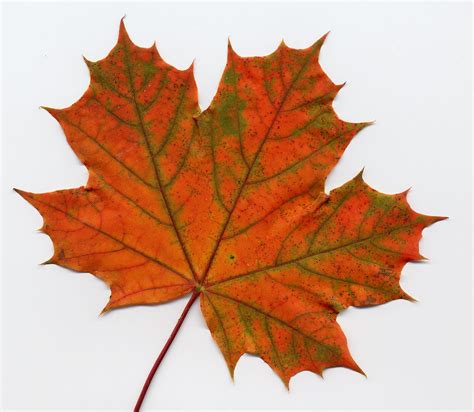 Downloading these photos are free. Digital Transitions #4: Bar Charts (Fall Leaf Activity ...