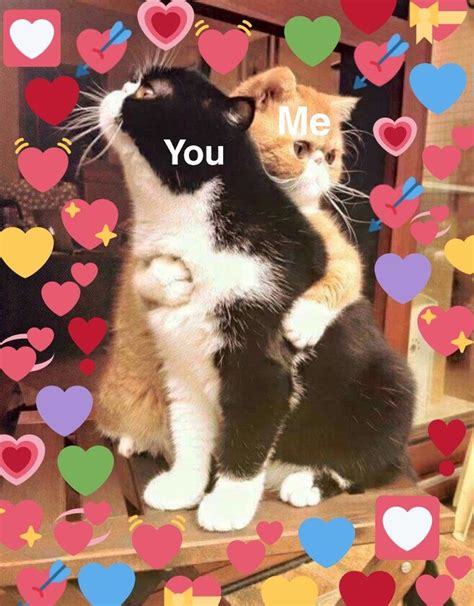 Love For A Friend 💕 Cute Love Memes Cute Cat Memes Cat Memes