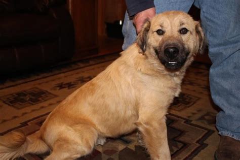 Adopt Maui On Petfinder Golden Retriever Mix Adoption