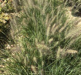 Cassian Dwarf Fountain Grass Pennisetum Alopecuroides Cassian At My