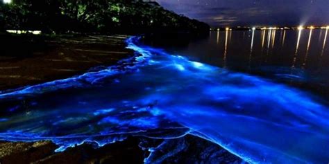 Bioluminescent Animals 11 Incredible Animals That Glow⚡