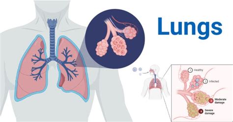 Lungs Definition Structure Location Functions Diseases