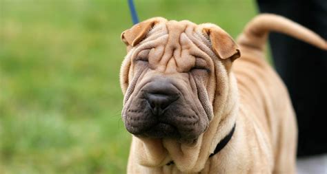 8 Wrinkly Dog Breeds You Cant Help But Love Bechewy