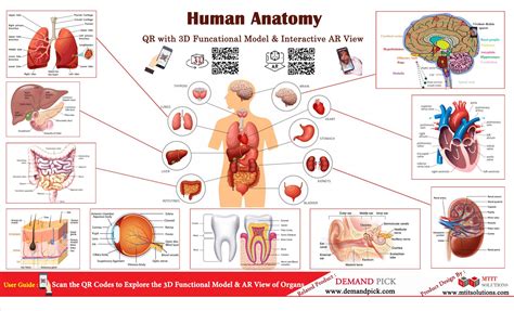 Human Anatomy Demand Pick