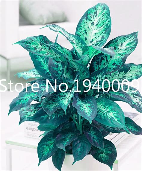 Dieffenbachia Bonsai 100pcs Home Money Tree Plant Rare Indoor Bonsai
