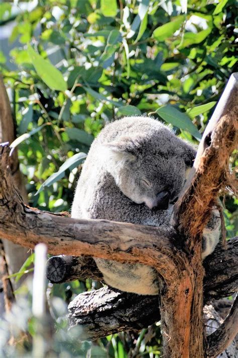 Sleeping Koala Bear Stock Image Image Of Tree Balanced 74473841