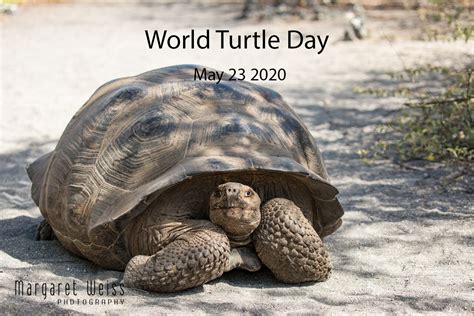 World Turtle Day 2020 Margaret Weiss Photography