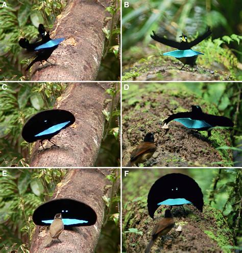 Species New To Science Ornithology • 2018 Distinctive Courtship