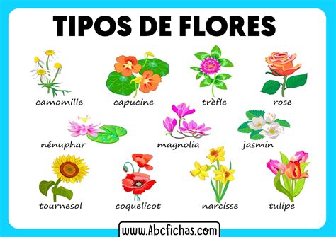 Tipos De Flores De Plantas Abc Fichas