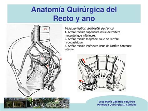 Ppt Anatomía Quirúrgica Del Recto Y Ano Powerpoint Presentation Free