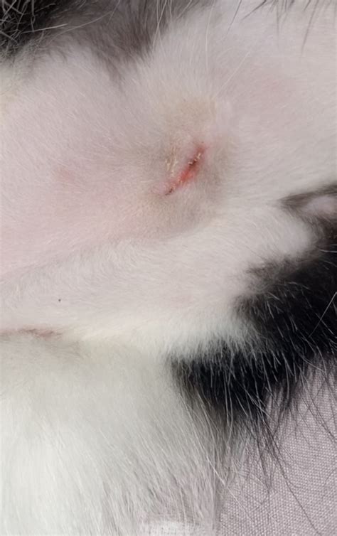 My Cats Spay Incision Looks Slightly Open Thecatsite