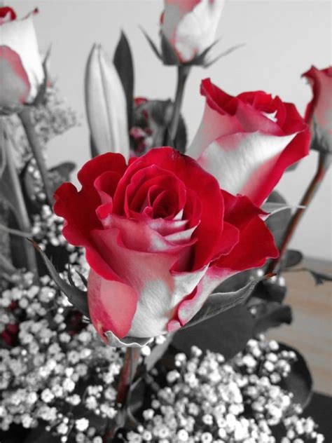 Snow fell in the northern sahara desert this week, for only the second time in living memory. Fire & Ice roses - Yelp