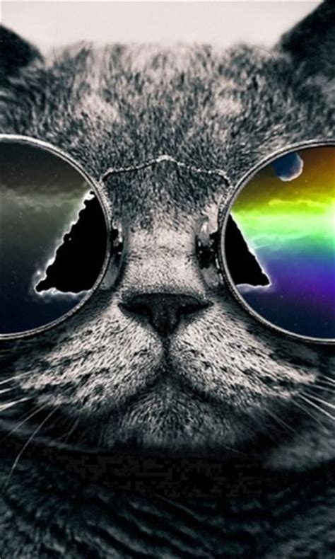 47 Awesome Cat Wallpapers On Wallpapersafari