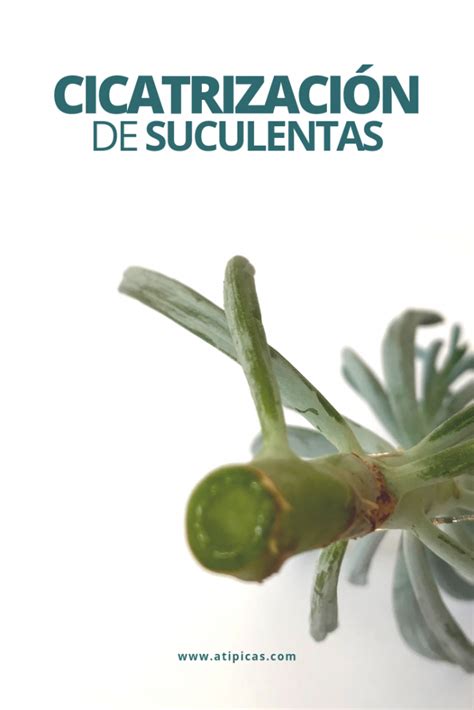 7 fertilizantes caseros pará cactussuscríbete al canal para más contenido y activar la campanita de notificaciones ️ y no olvides dejarme tus sugerencias. Cáscaras de huevo como fertilizante o abono casero para ...
