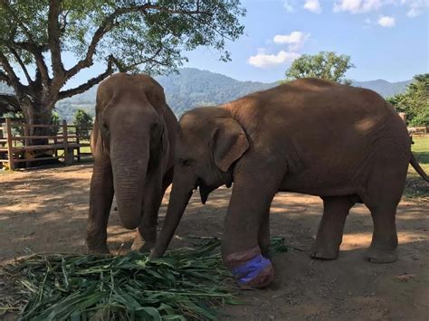 Visiting A Chiang Mai Elephant Sanctuary Mommy Travels