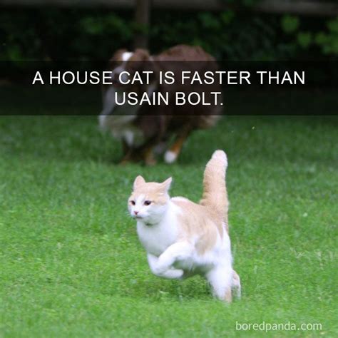68 Amazing Cat Facts That You Probably Didnt Know Cat Facts Fun