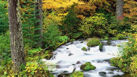 Willamette National Forest Oregon In Autumn Forest Rocks Daylight Water Hd Wallpaper Peakpx