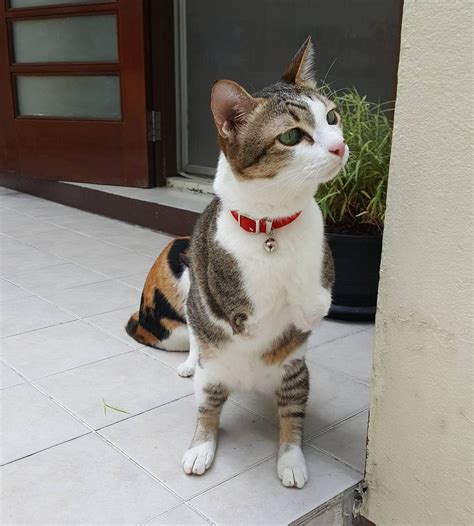 Cat With Only Two Back Legs Surprises Everyone With What He Can Do