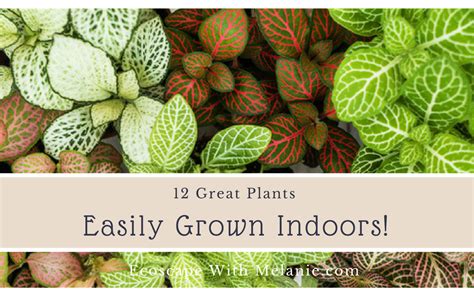 12 Great Plants Easy To Grow Indoors Ecoscape With Melanie