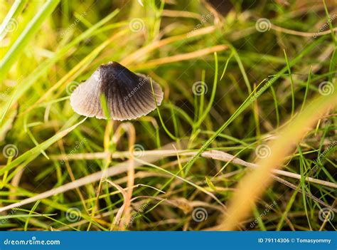 Small Grey Mushroom Grows In A Grass Stock Photo Image Of Autumn