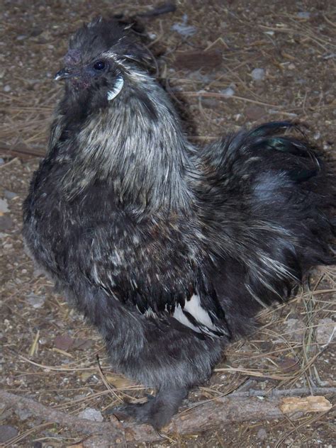 Blue Silkie Hen Or Rooster Roo Help