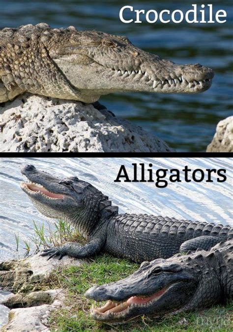 Difference Between Crocodiles And Alligators Whats The Difference