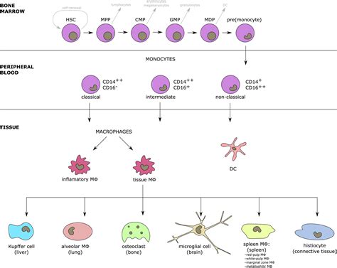 Pattern Of Human Monocyte Subpopulations In Health And Disease