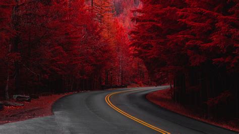 Download Red Pine Tree Tree Man Made Road 4k Ultra Hd Wallpaper