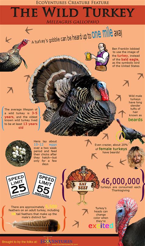 Ecoventures Fun Facts About Wild Turkeys And Thanksgiving