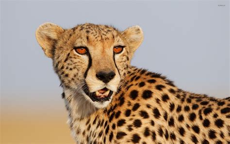 Cheetah with orange eyes wallpaper - Animal wallpapers - #52686