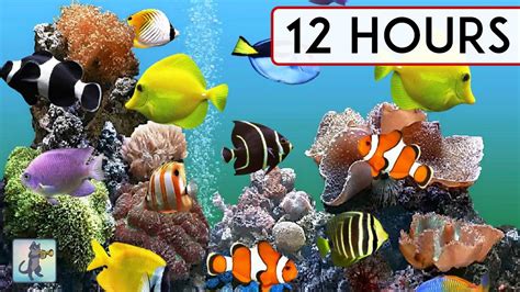 Coral Reef Aquarium Collection 12 Hours Best Relax Music Sleep