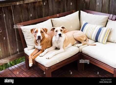 Two Young Dogs Relaxing On Outdoor Furniture Stock Photo Alamy